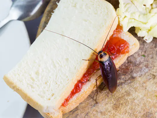 Regular pest inspections can save homeowners money and time through early detection and pest prevention