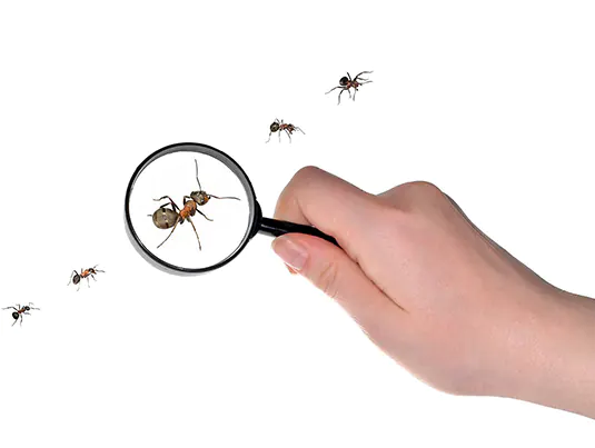 Professional pest inspection for early detection
