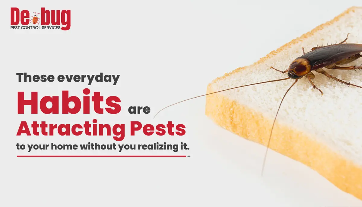 These everyday habits are attracting pests to your home without you realizing it.