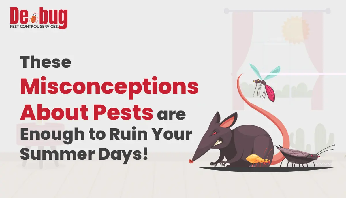 These misconceptions about pests are enough to ruin your summer days!