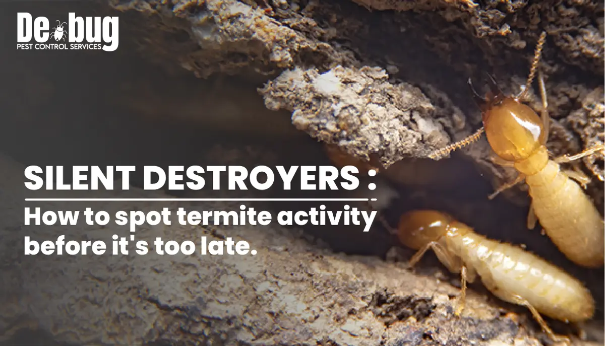 Silent destroyers: How to spot termite activity before it's too late.