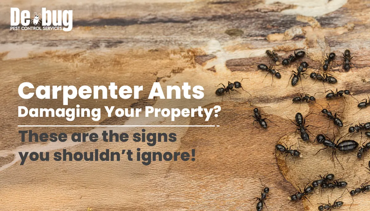 Are carpenter ants damaging your property? These are the signs you shouldn't ignore!