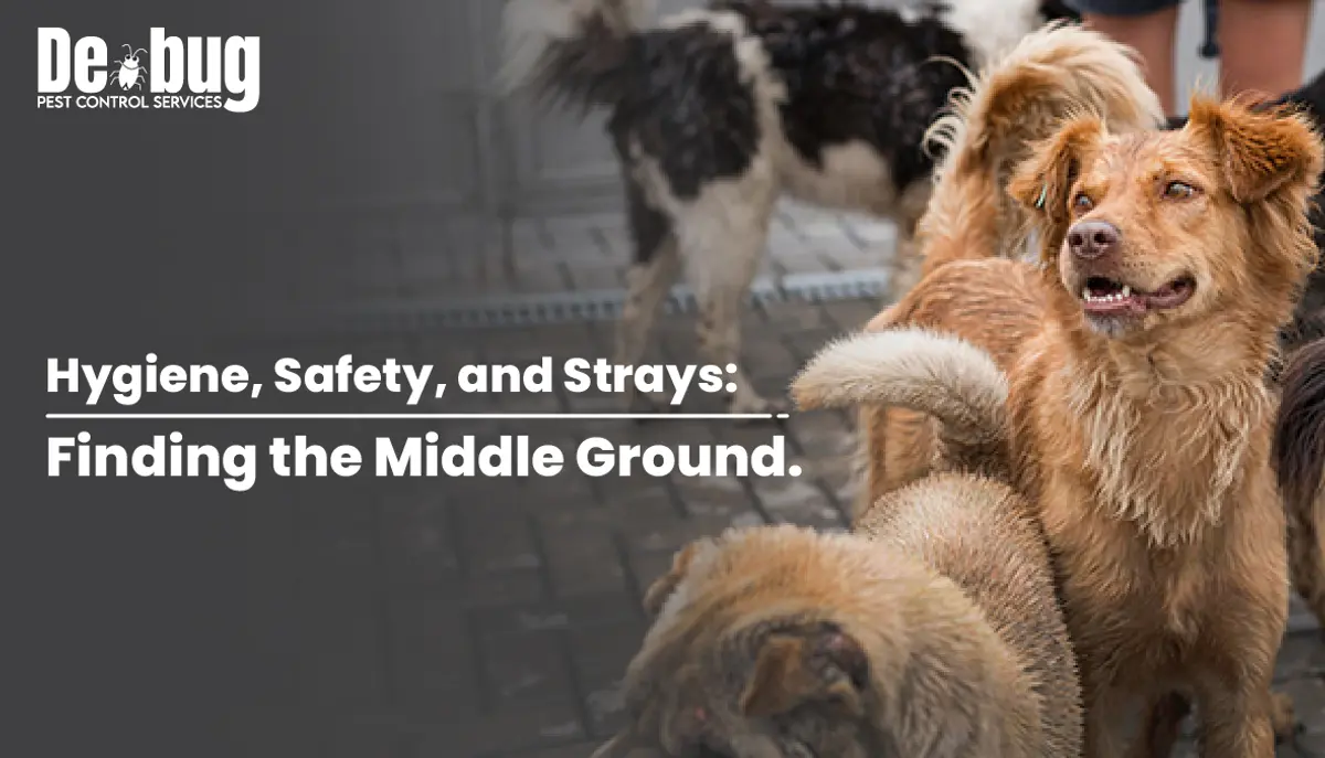 Hygiene, Safety, and Strays: Finding the Middle Ground.