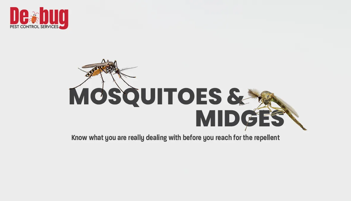 Mosquitoes and Midges: Know what you are really dealing with before you reach for the repellent.