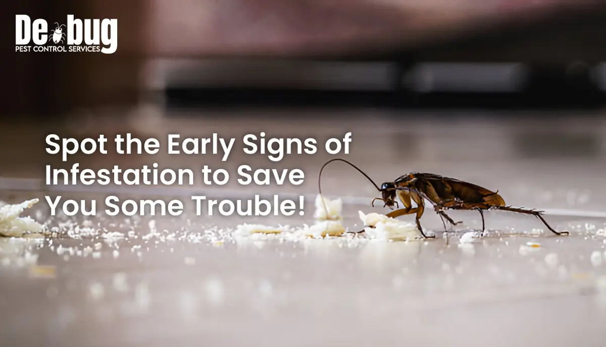 Spot these early signs of infestation to save you some trouble!