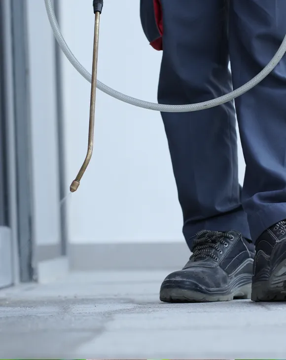 Professional annual pest control maintenance service in UAE by Debug