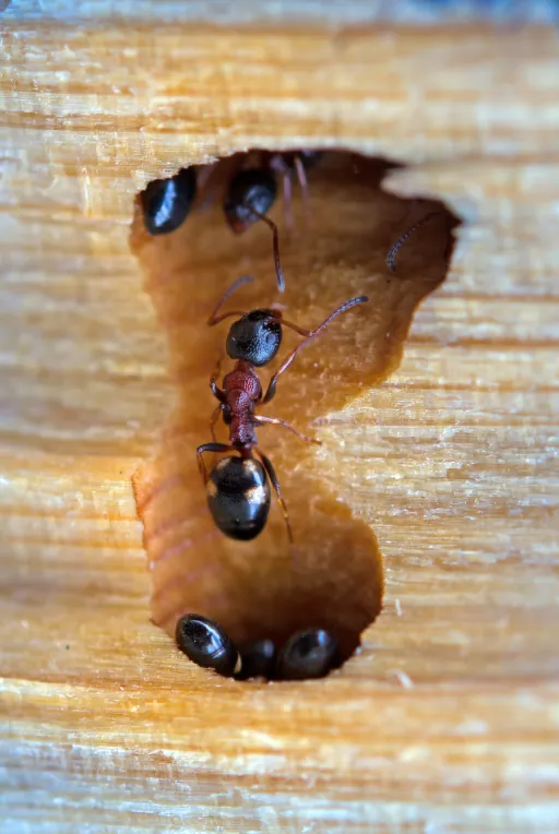 Professional ant control service in UAE by Debug