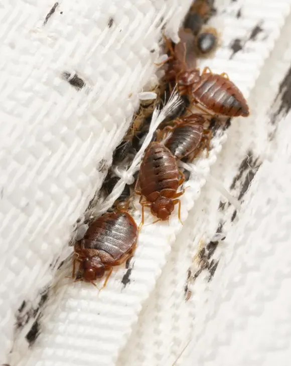 Professional bed bug control service in UAE by Debug