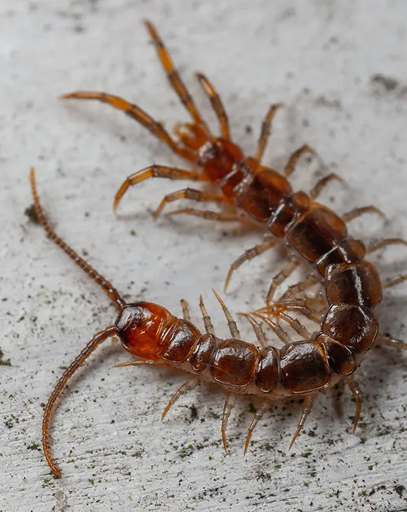 Centipede Control