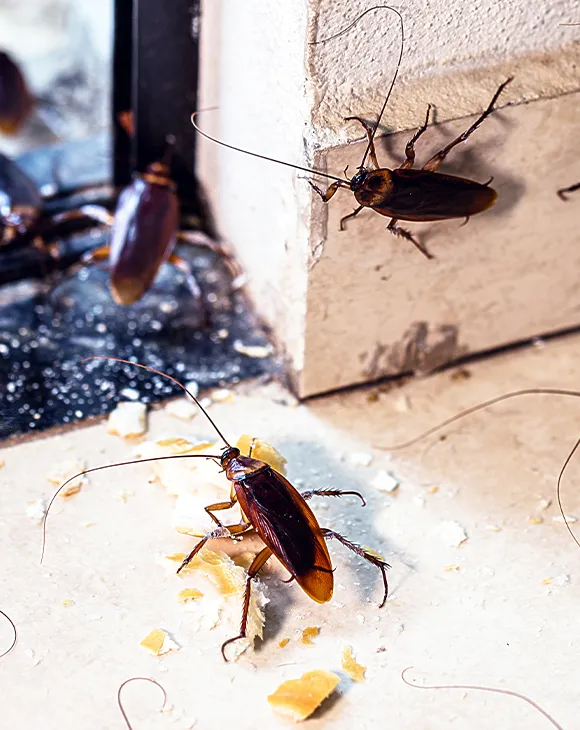 Professional cockroach control service in UAE by Debug