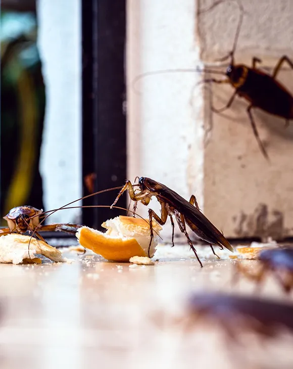 Professional crawling pest control service in UAE by Debug