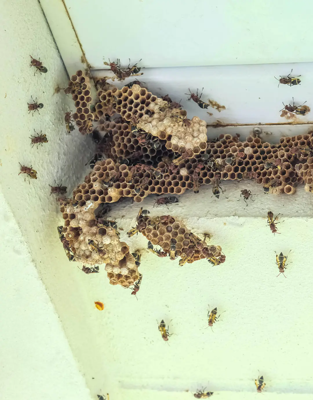 Professional beehive removal technician safely extracting a bee colony from a wall cavity — humane live bee relocation service in the UAE