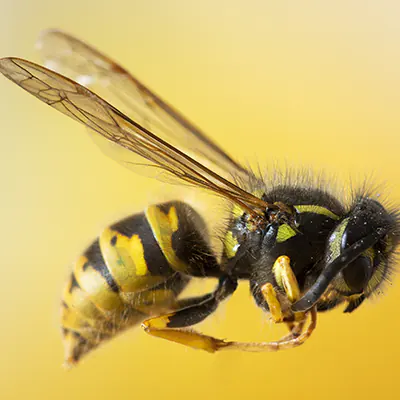 Beehive Removal