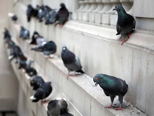 Bird Control