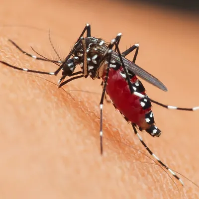 Mosquito Control