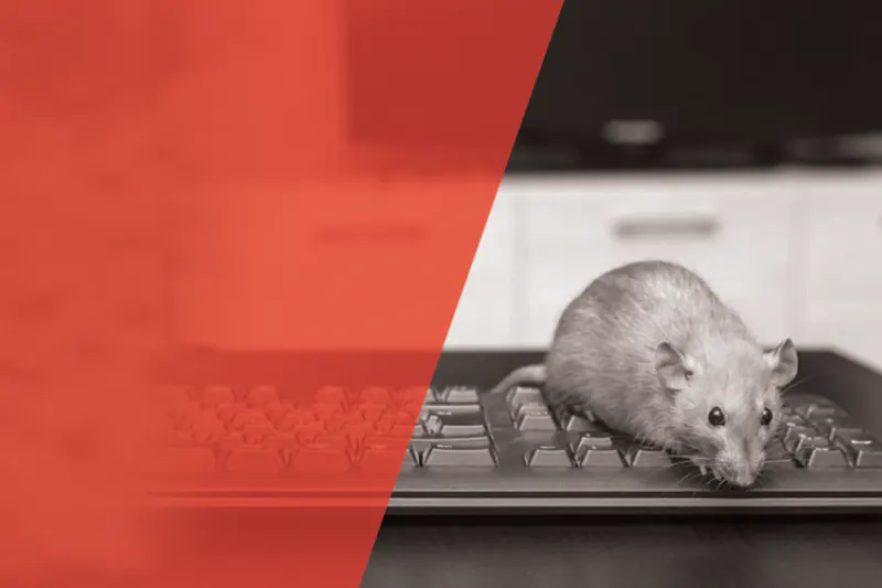 Rat, Rodent control - Abu Dhabi, Dubai, and Sharjah