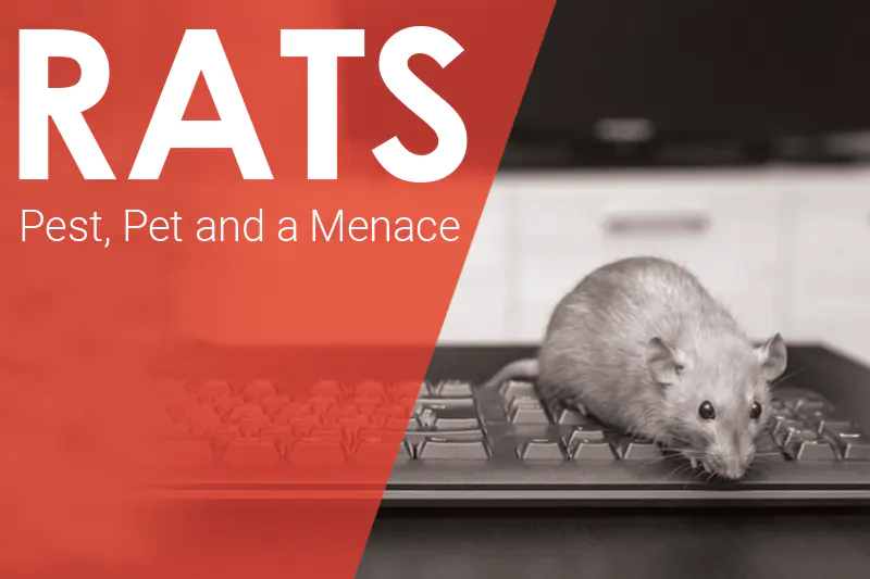 Rat pest control and menace management in Abu Dhabi and Dubai
