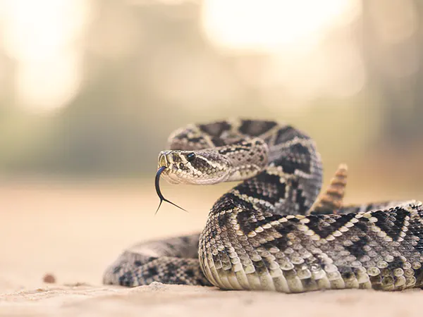 Snake Removal