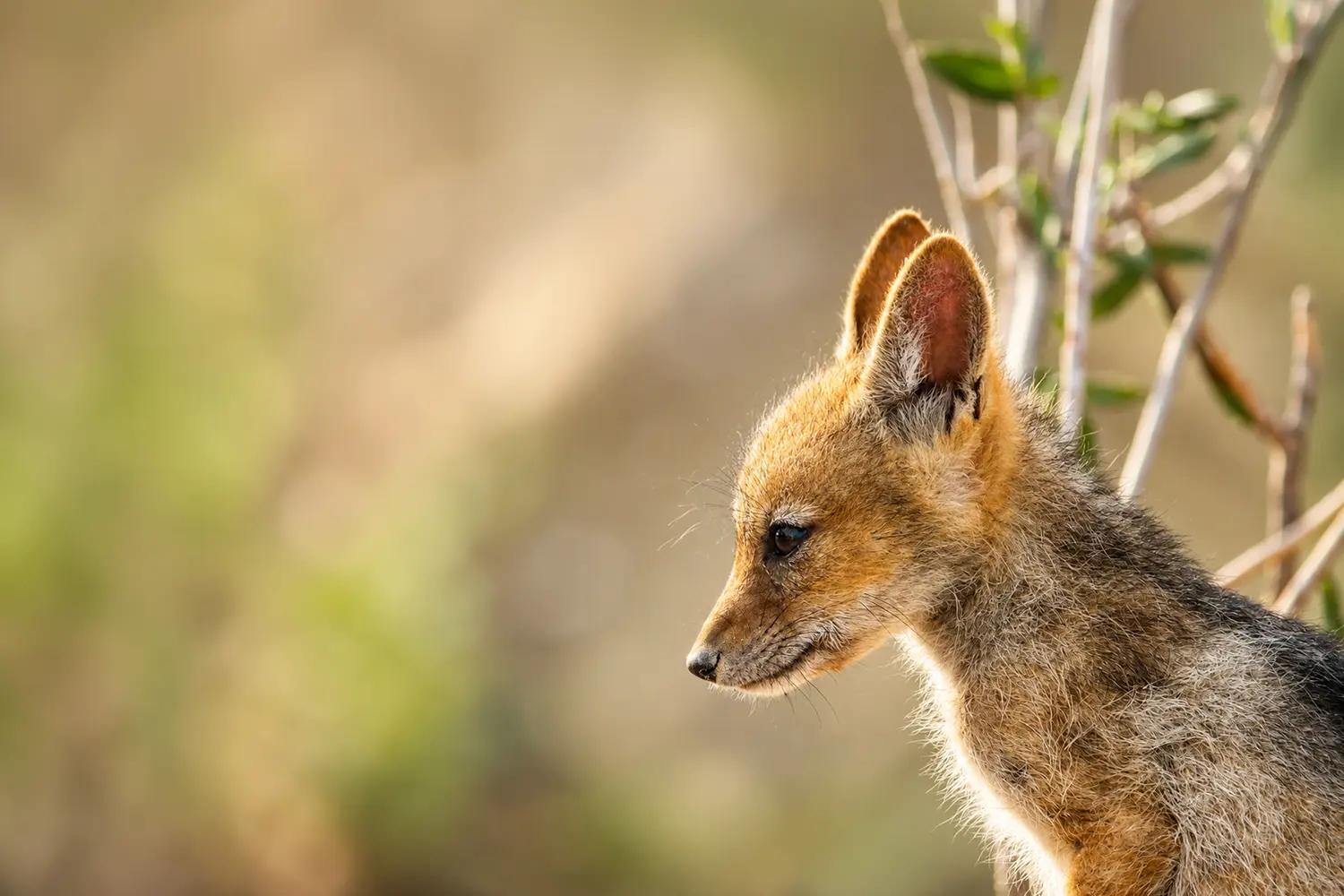 Wildlife management — fox and jackal removal