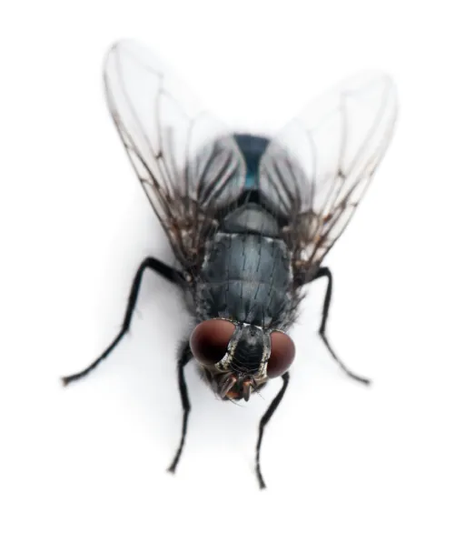 Fly Control