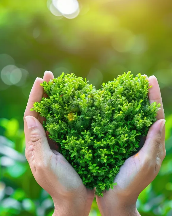 Professional green pest control service in UAE by Debug