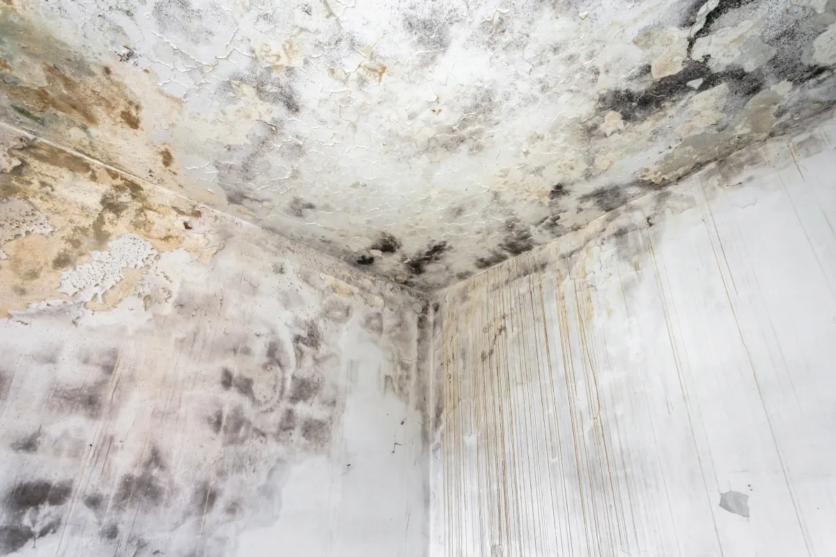 Mould growth and water damage on an interior building wall in the UAE requiring professional remediation