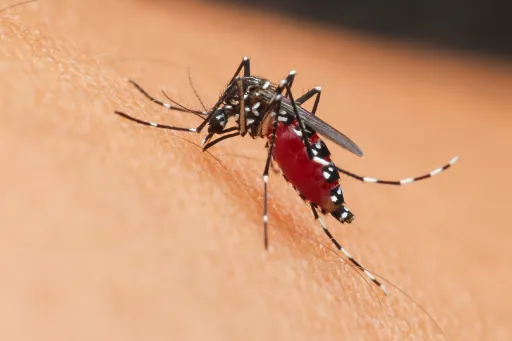 Mosquito close-up showing Aedes species commonly found in UAE properties — targeted by Debug mosquito control fogging and larvicide treatment