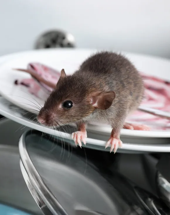 Professional rodent control service in UAE by Debug