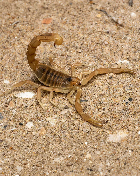 Professional scorpion control service in UAE by Debug