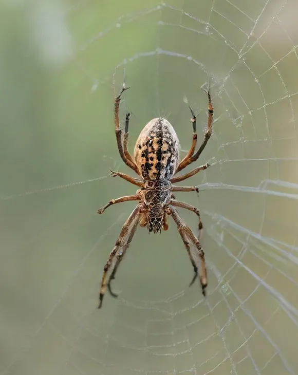 Professional spider control service in UAE by Debug