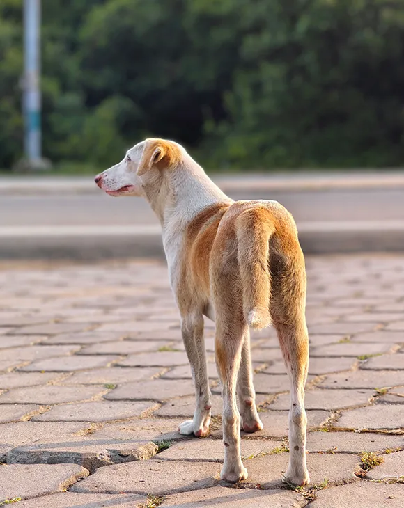 Professional stray animal control service in UAE by Debug