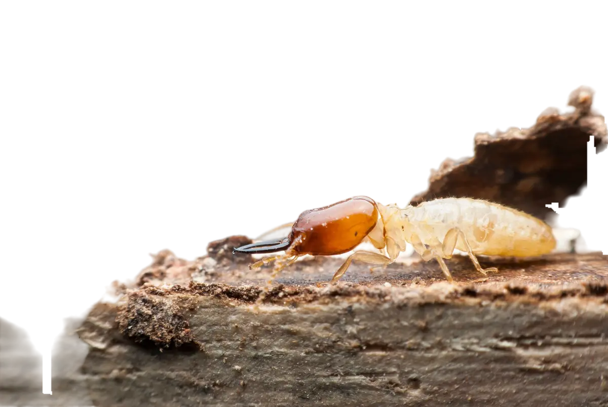 Macro photograph of termites feeding on decomposing wood, showing worker and soldier castes