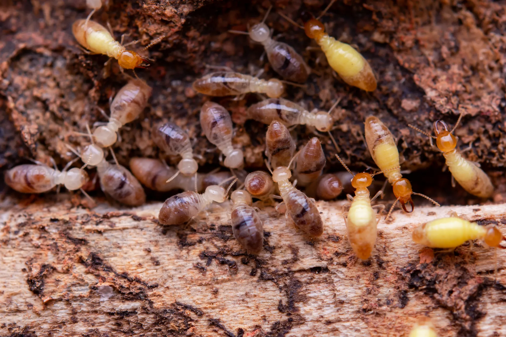Termite damage on wood — mud tubes and hollowed timber showing signs of subterranean termite infestation in a UAE property