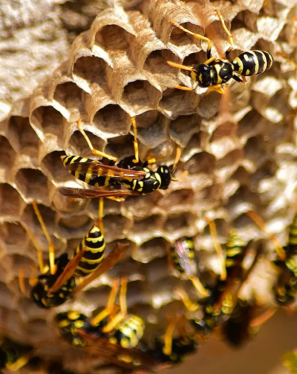 Professional wasp removal service in UAE by Debug