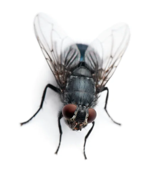 Close-up of a fruit fly on a kitchen surface — common fly pest species identified during Debug inspections in UAE commercial and residential properties