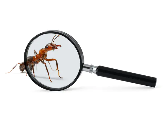 Ants Identification / Inspection