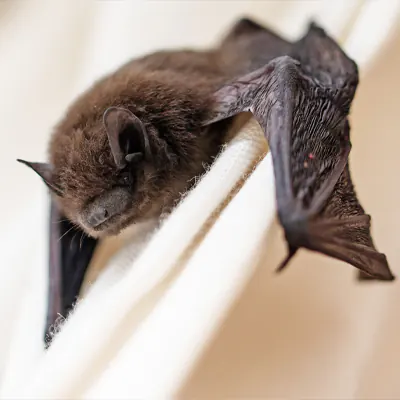  Bat Removal  - Wild Life Removal 