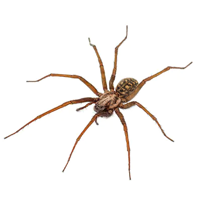 Spider Pest Guide