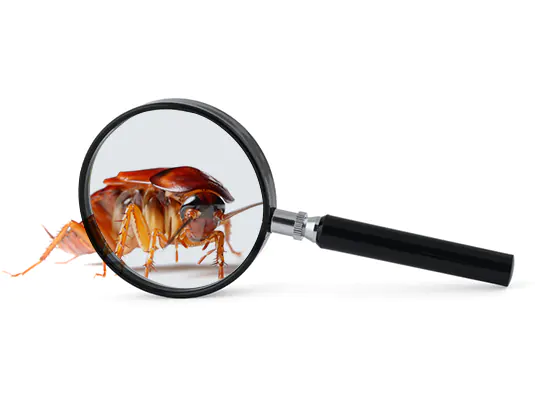 Cockroach Pest Control (Residential, Office, Commercial)