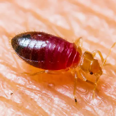 Common Bed bug