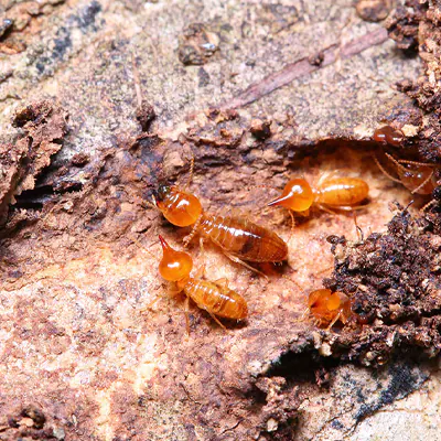 Damp Wood Termites