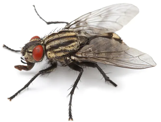 Flies Pest Control Services (Abu Dhabi, Dubai & Sharjah)