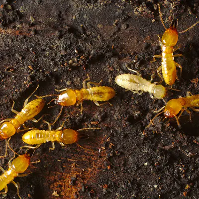Termites Control in the United Arab Emirates.