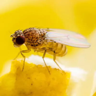 Fruit Flies - Flies Pest Guide