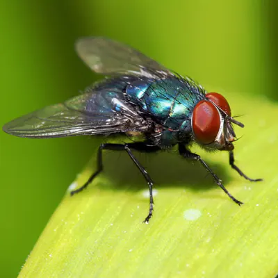 Flies Pest Control in Abu Dhabi 