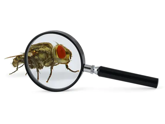 Flies Identification / Inspection