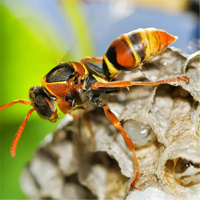 Paper Wasps - Pest Control 
