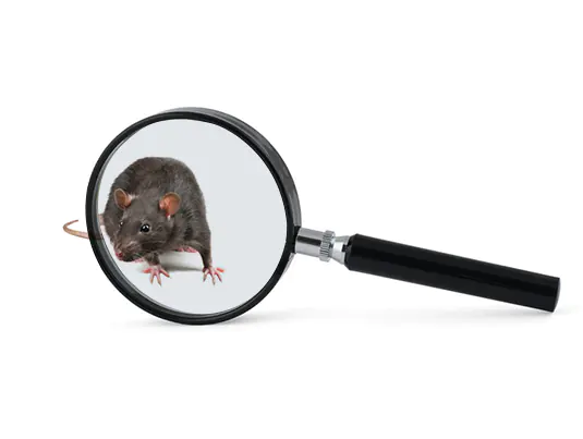Rodent Control (Residential, Office, Commercial)
