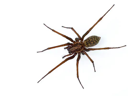 Spider Pest Control (Offices, Villas & Apartments)
