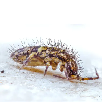 Springtails (Snow fleas)